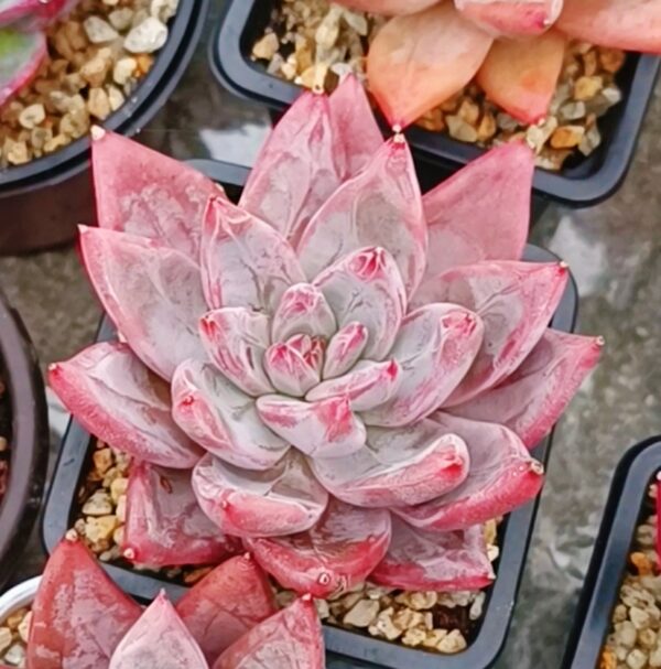 Echeveria Saint SP – Image 2