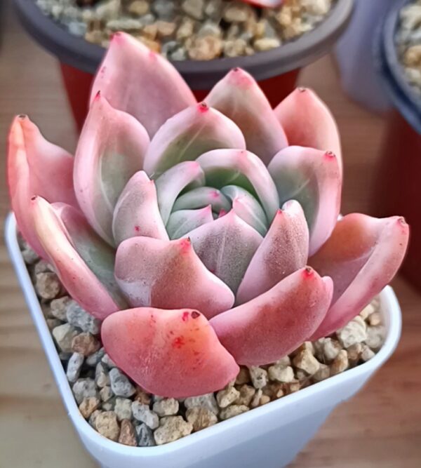 Echeveria Champagne Variegata