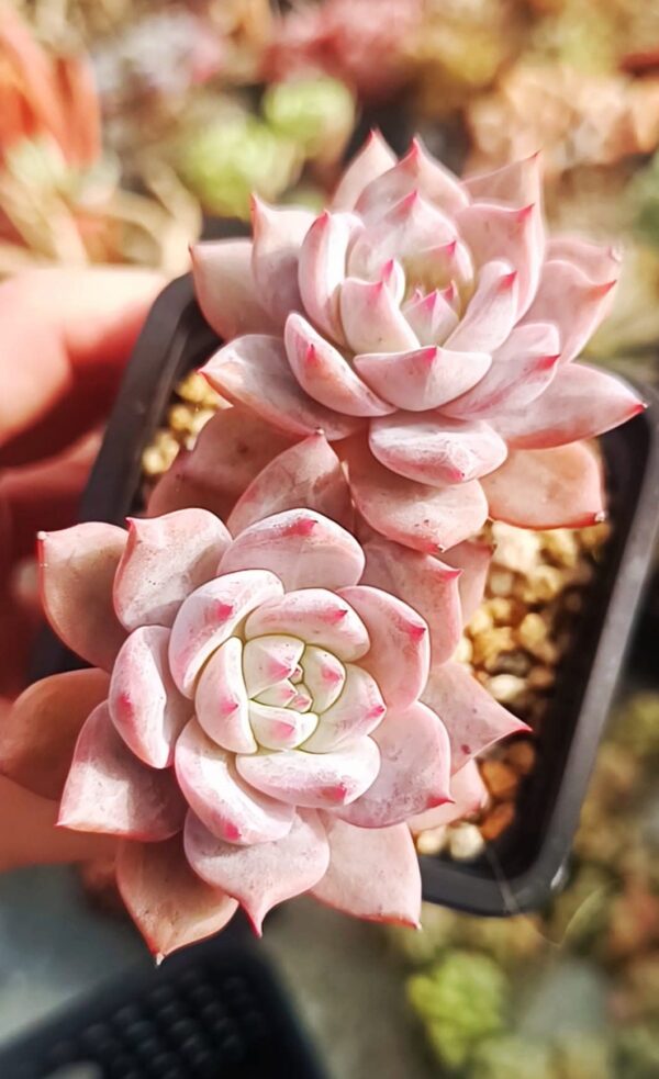 Echeveria Bluebird double têtes – Image 2