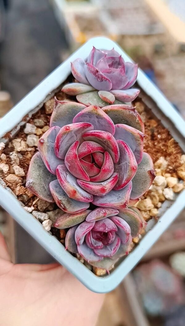 Echeveria Blueberry cluster – Image 2