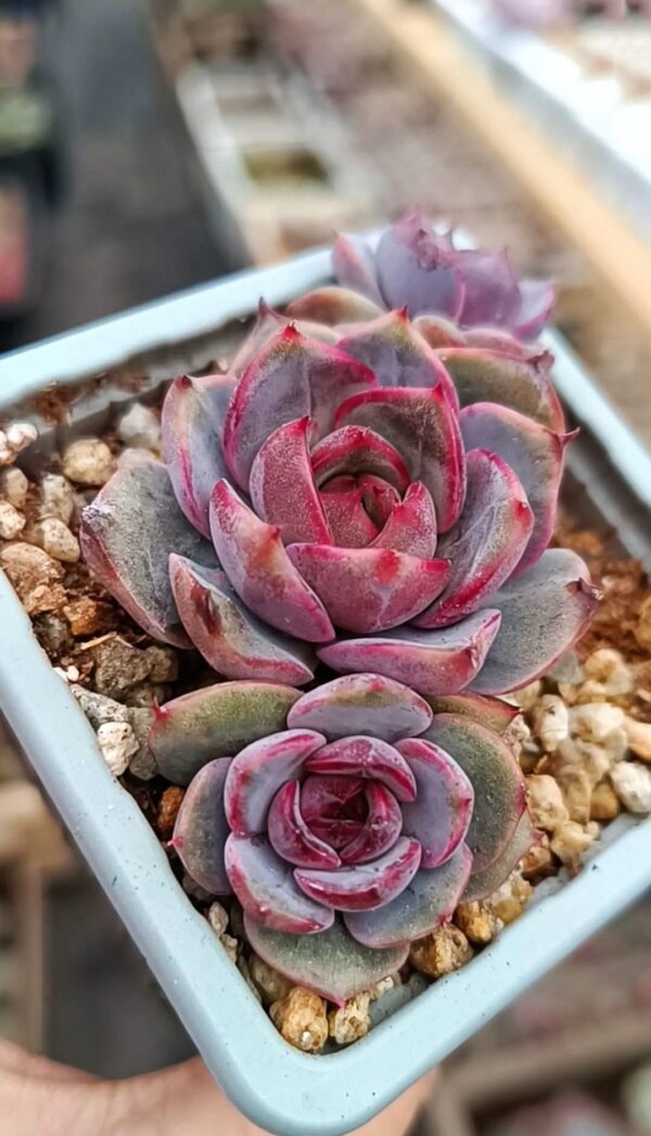 Echeveria Blueberry cluster