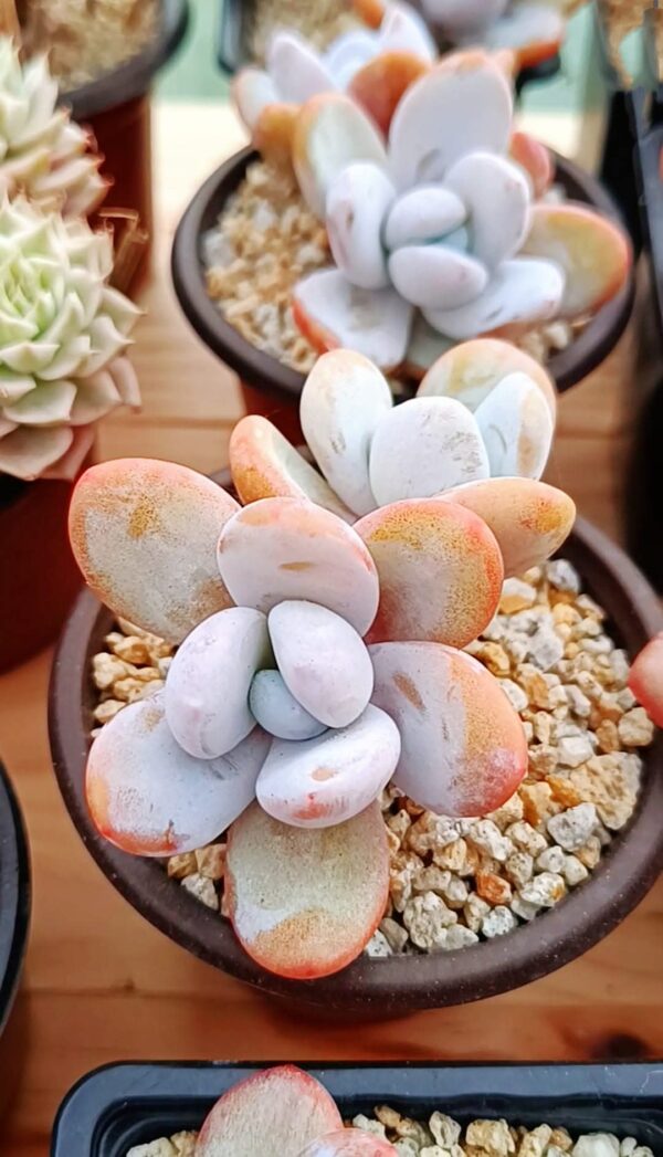 Pachytphytum Cuicatecanum double têtes