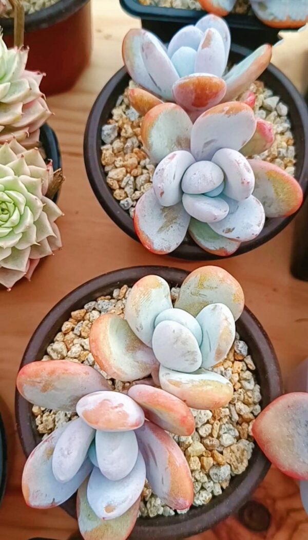 Pachytphytum Cuicatecanum double têtes – Image 2