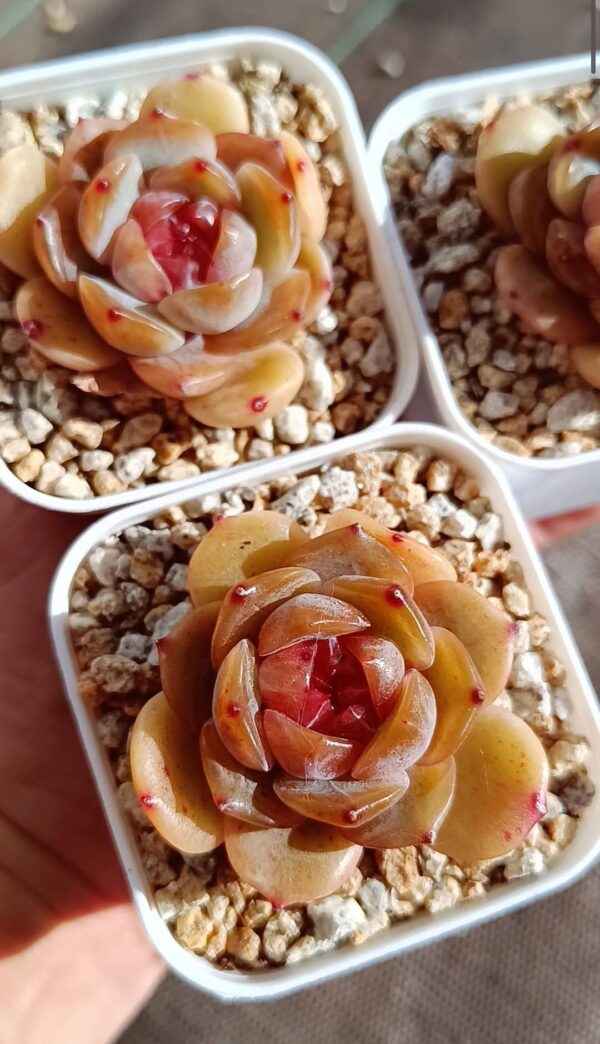 Echeveria Red Lover – Image 2