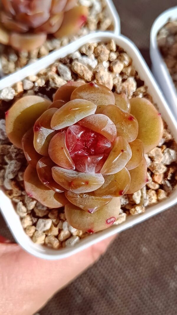 Echeveria Red Lover