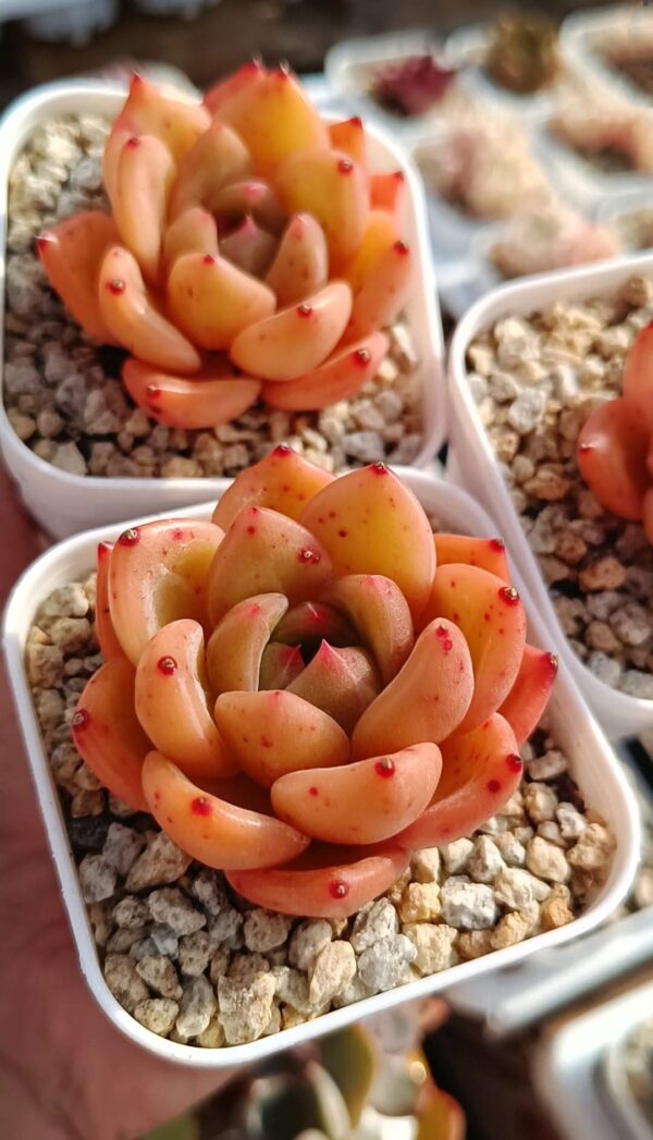 Echeveria Shallot Champagne