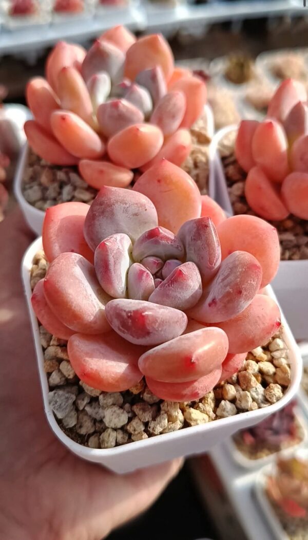 Echeveria Persimmon Cake