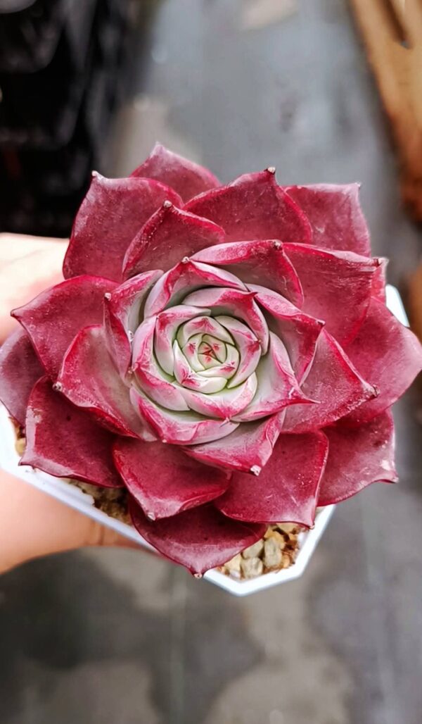 Echeveria Corsican Rose