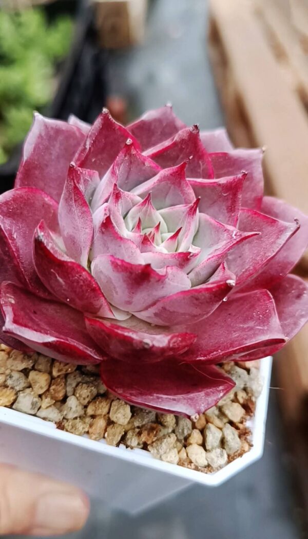 Echeveria Corsican Rose – Image 2