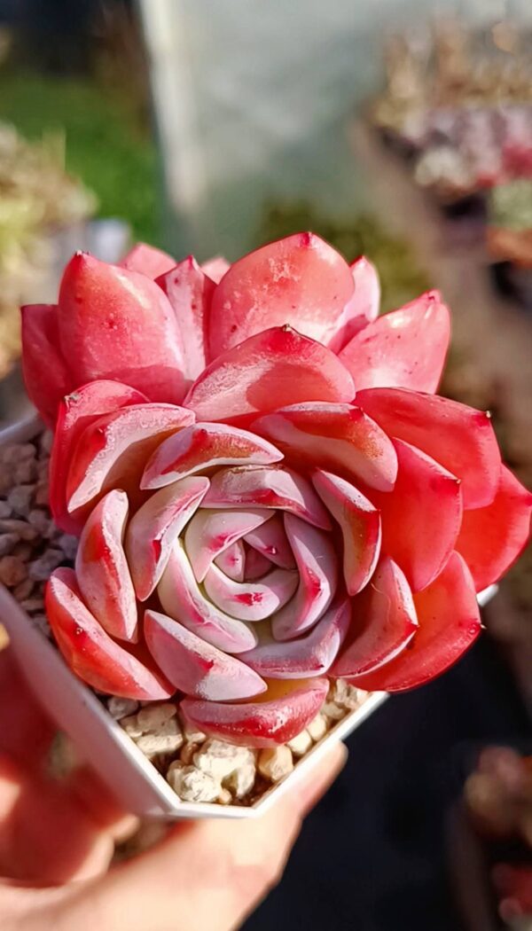 Echeveria Strawberry Candy double têtes