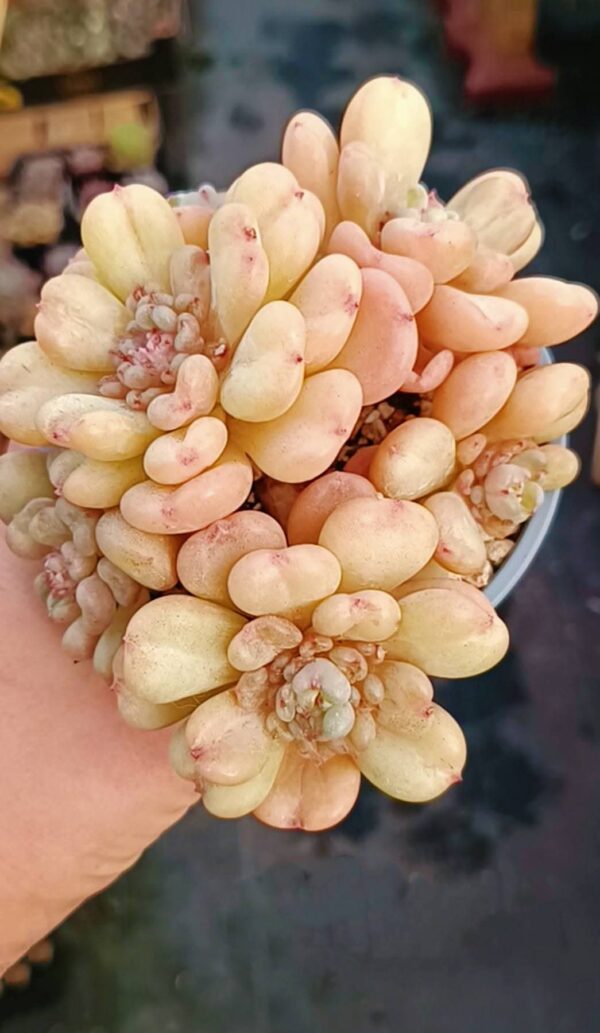 Echeveria Billgates cluster