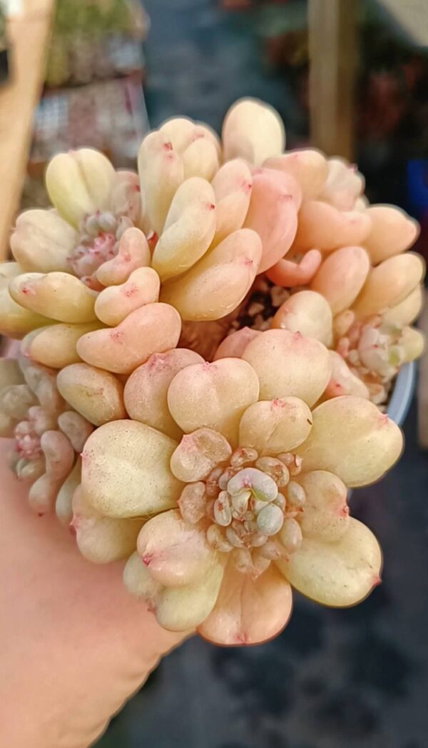 Echeveria Billgates cluster – Image 2