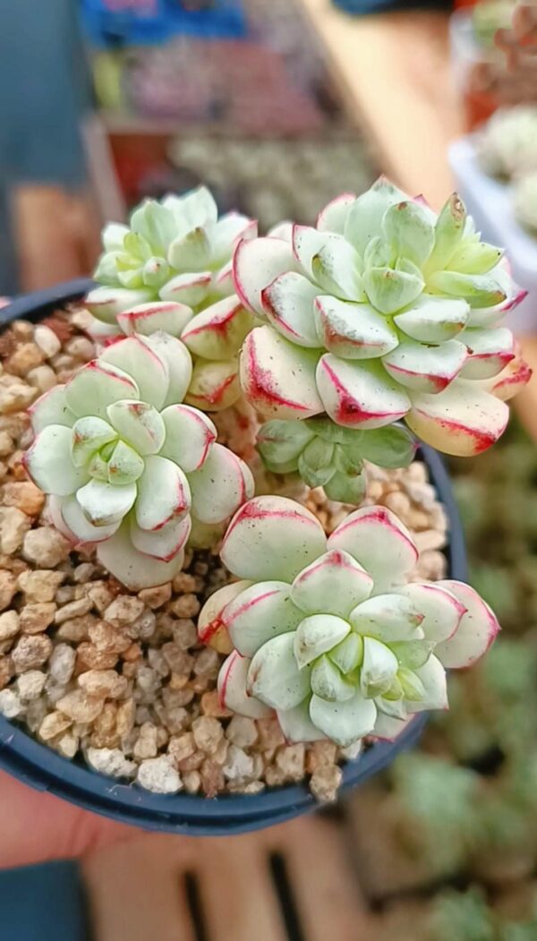 Echeveria Tango Var White Plantinum cluster