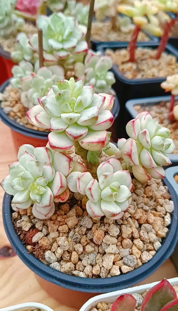 Echeveria Tango Var White Plantinum cluster – Image 2