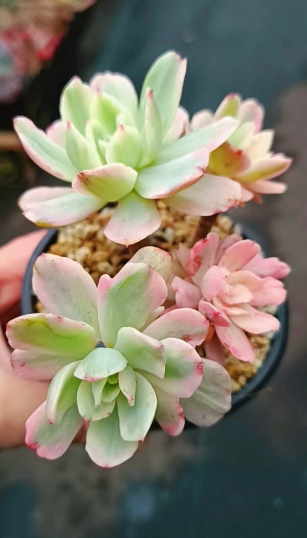 Echeveria Hoveyi Var cluster – Image 2