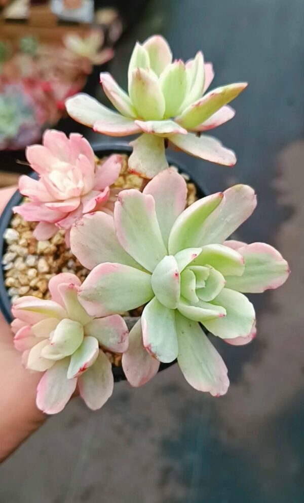 Echeveria Hoveyi Var cluster