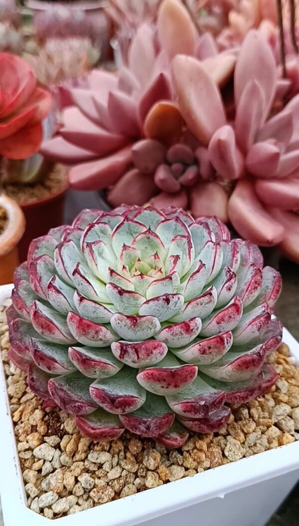 Echeveria Purple Sunflower