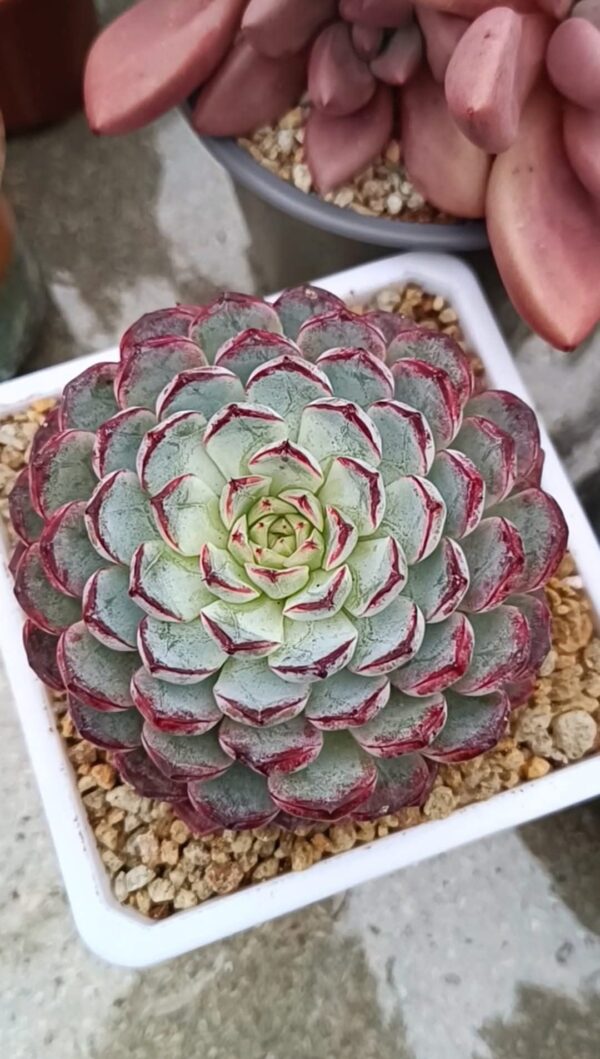 Echeveria Purple Sunflower – Image 3