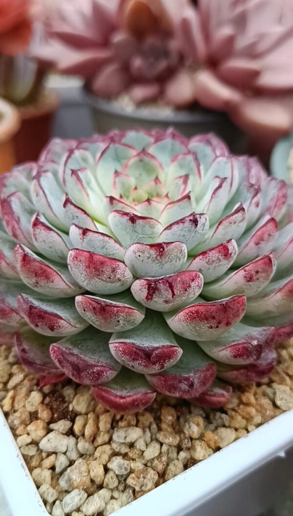 Echeveria Purple Sunflower – Image 2