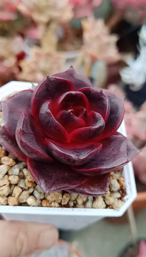 Echeveria Glowing Rose – Image 4