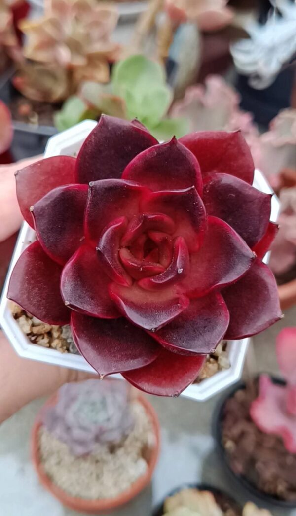 Echeveria Glowing Rose – Image 3