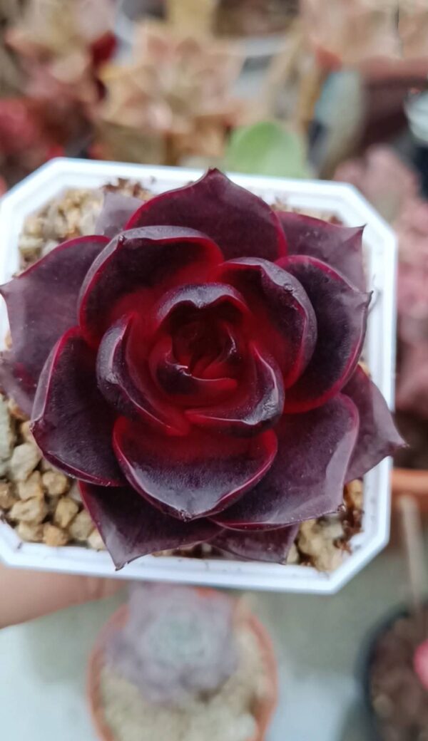 Echeveria Glowing Rose – Image 2