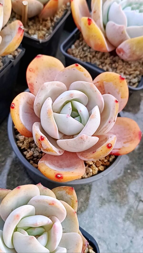 Echeveria Hakuhou Monroe