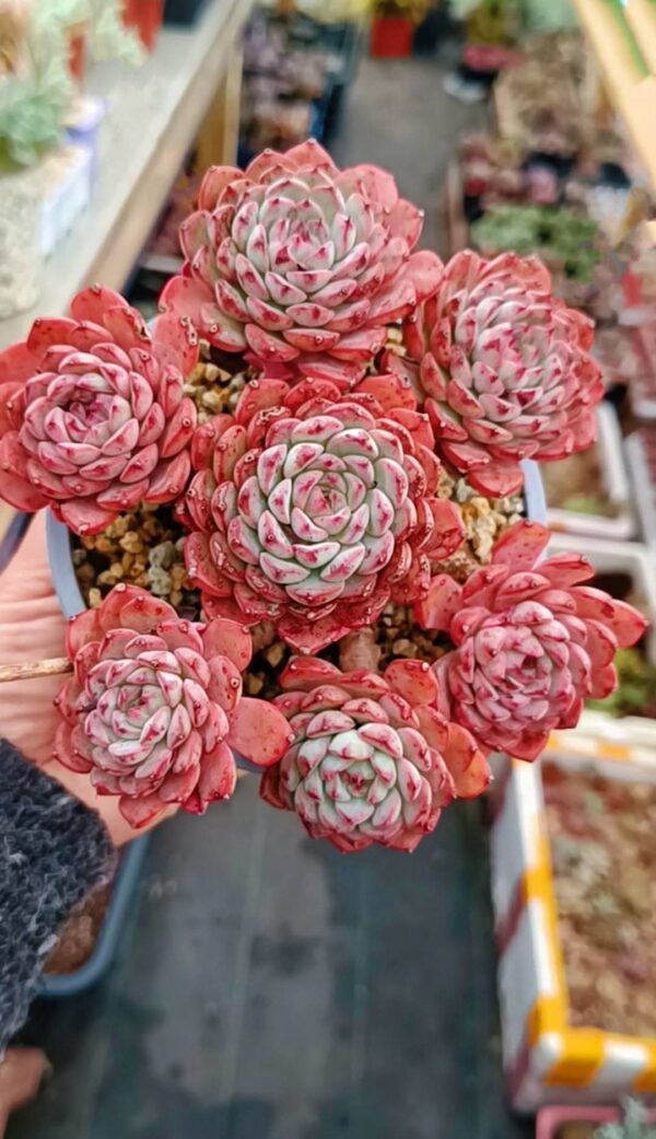 Echeveria Pink Minima cluster