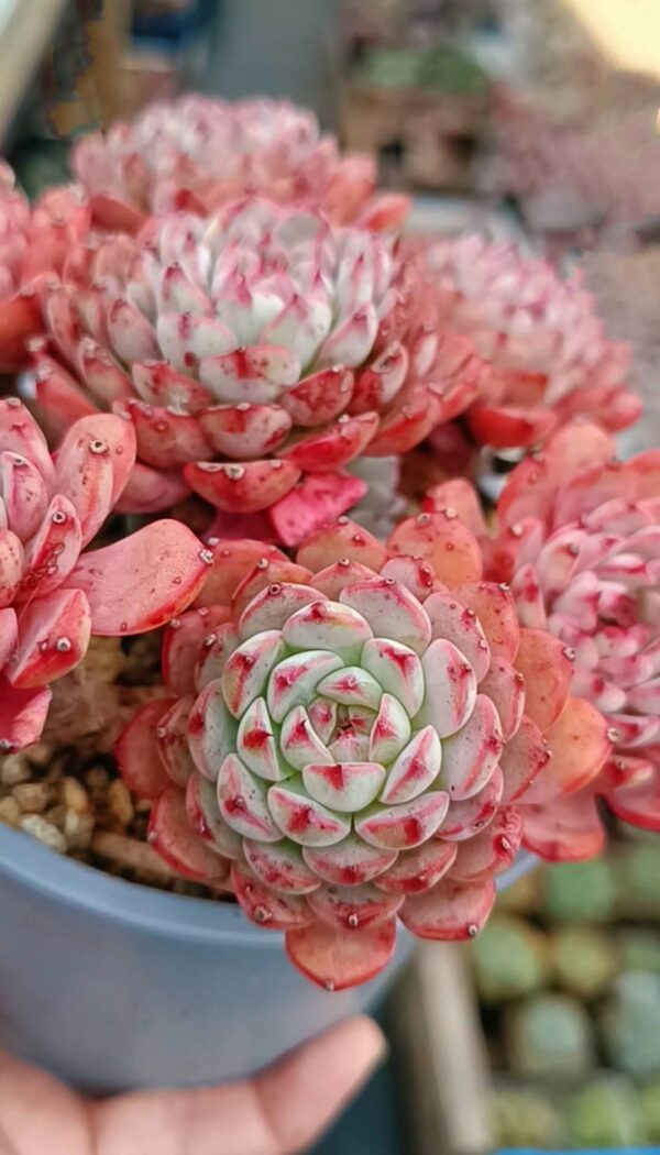 Echeveria Pink Minima cluster – Image 2