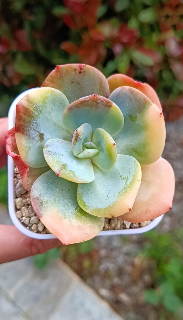 Echeveria Hakuhou variegata – Image 2