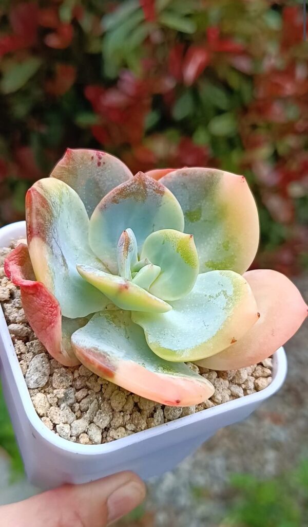 Echeveria Hakuhou variegata