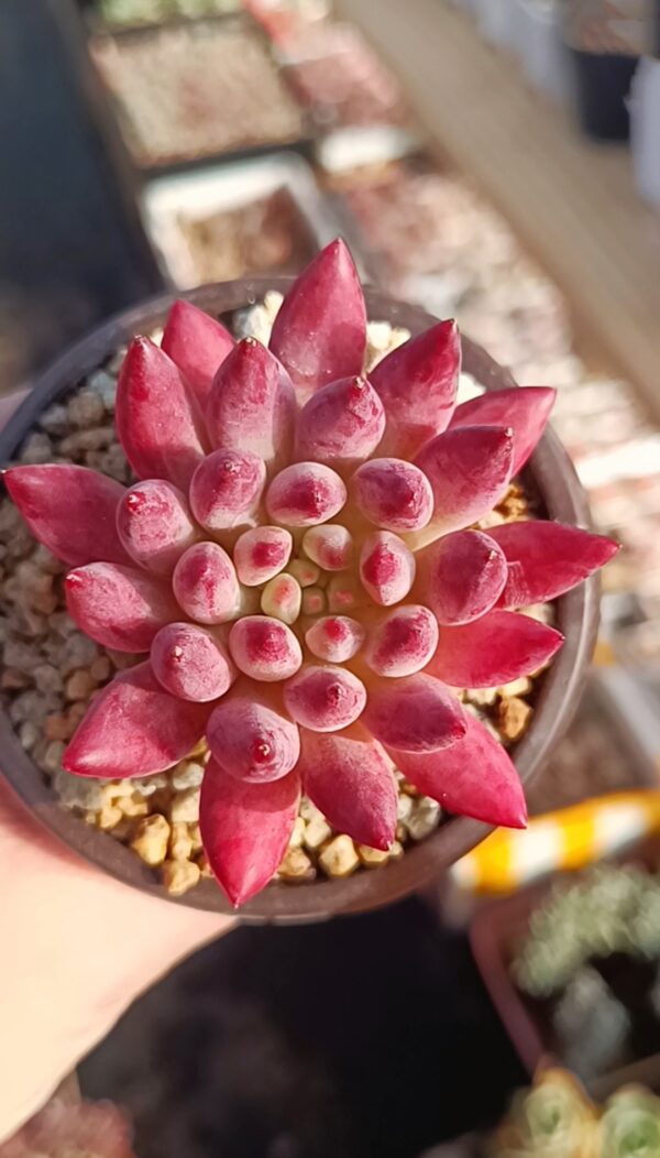 Pachyphytum YuMeiRen (M) – Image 2