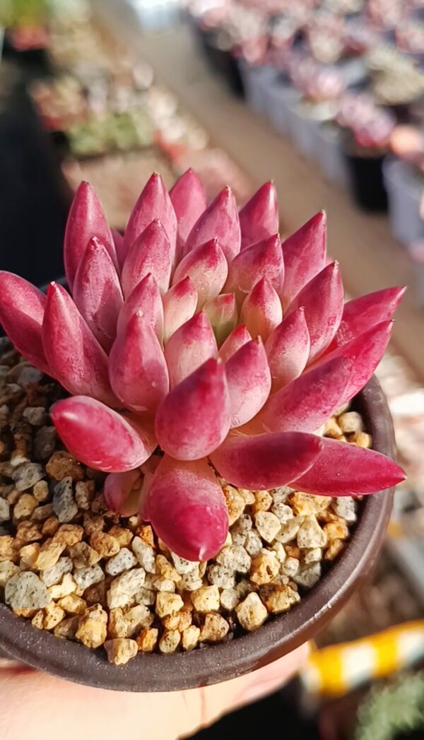 Pachyphytum YuMeiRen (M)