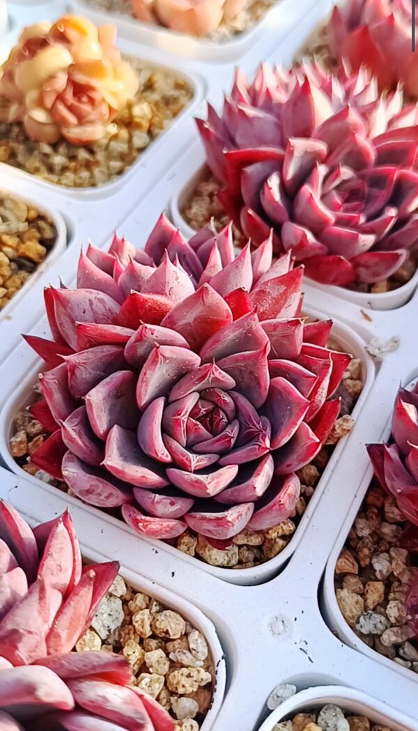 Echeveria Black Swan double tête