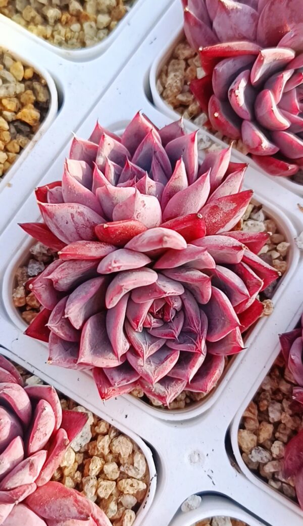 Echeveria Black Swan double tête – Image 2