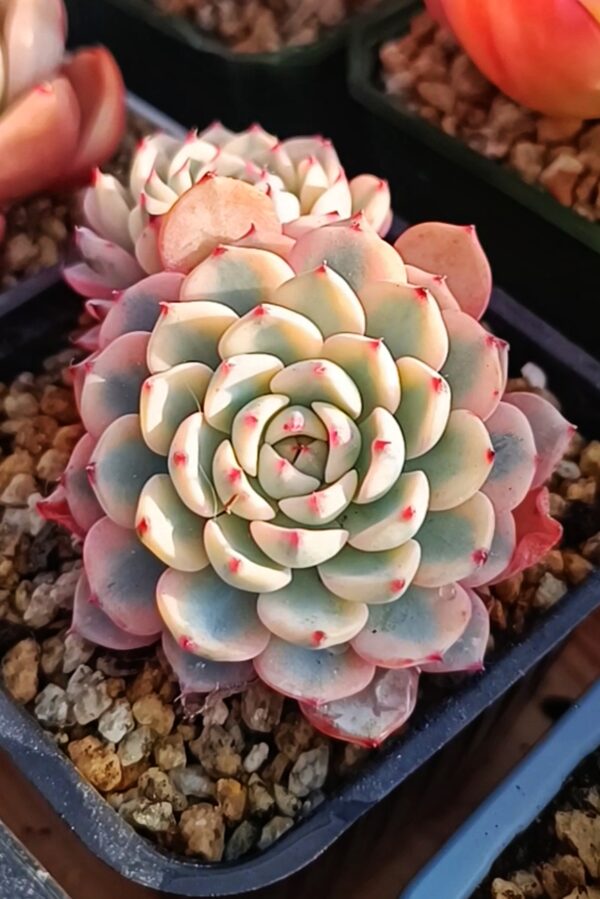 Echeveria Minima variegata double têtes – Image 2