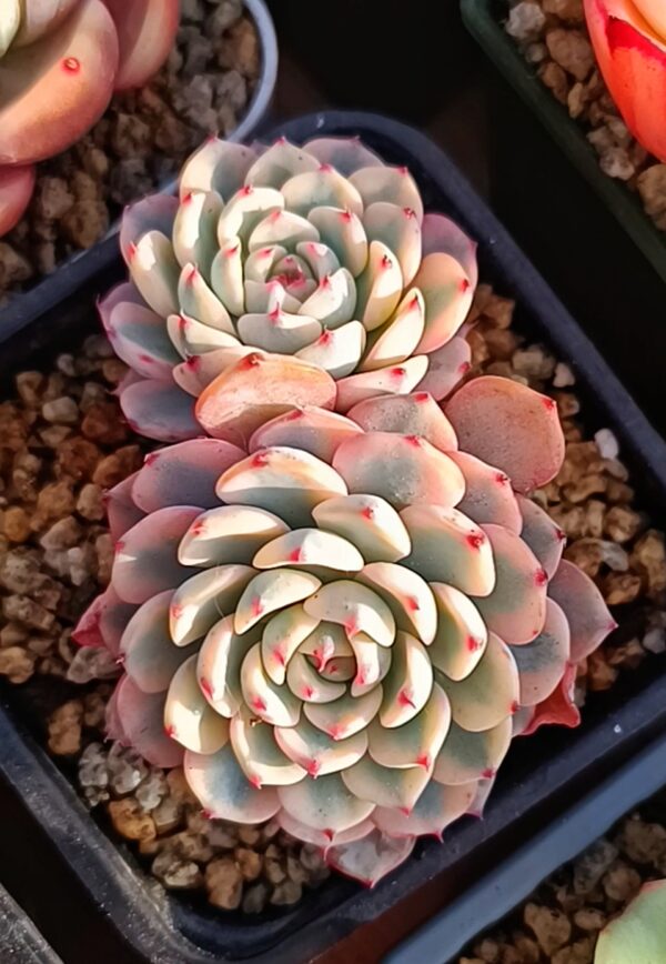 Echeveria Minima variegata double têtes