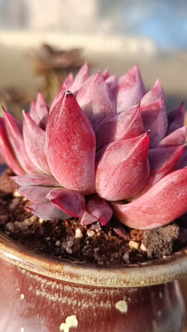 Echeveria Purple Princess – Image 2