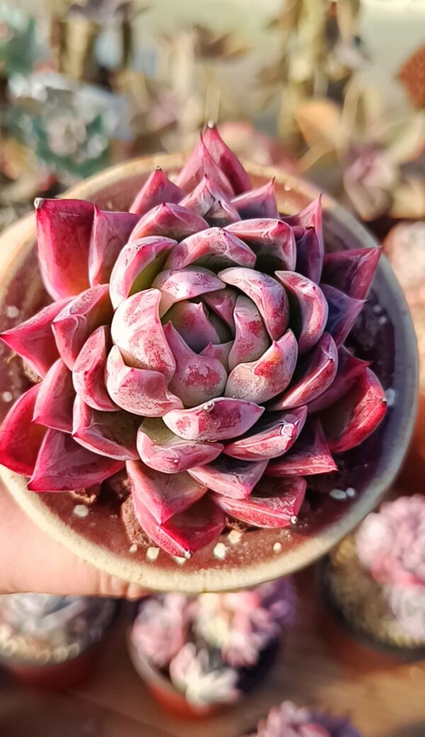 Echeveria Purple Princess