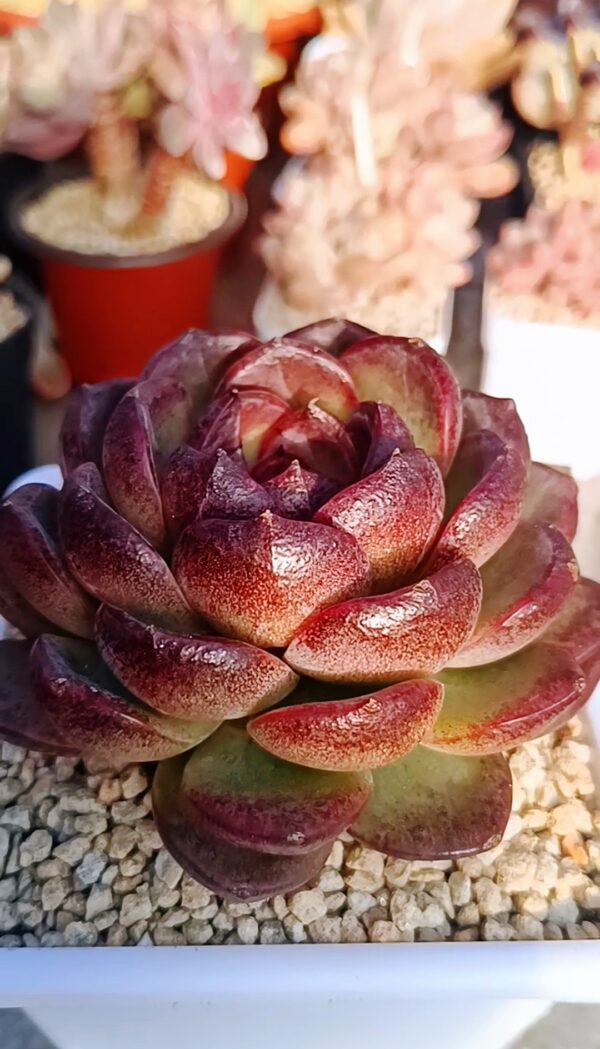 Echeveria Orange Crystal XL