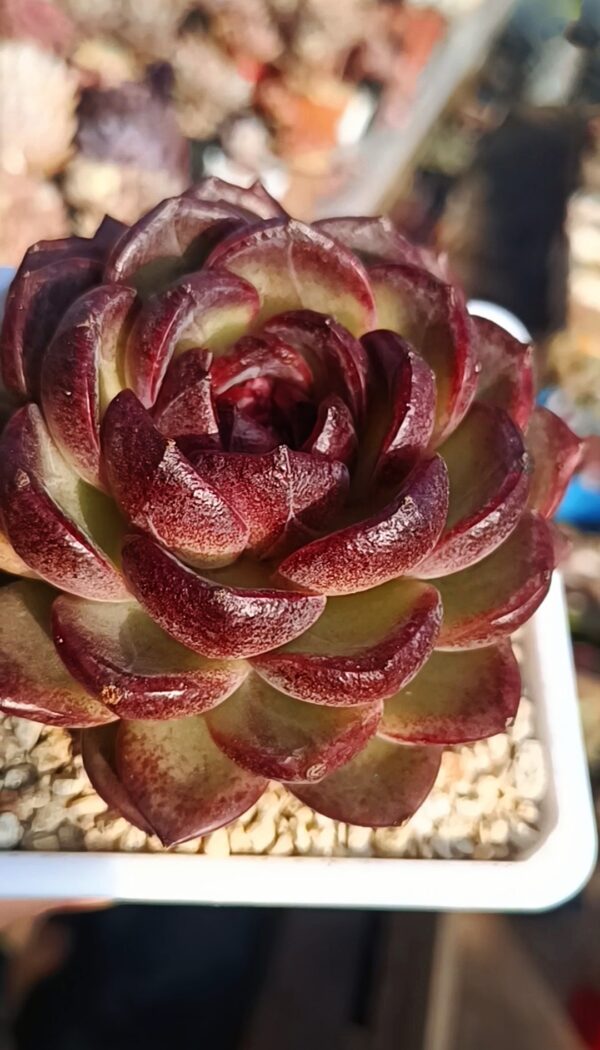 Echeveria Orange Crystal XL – Image 2