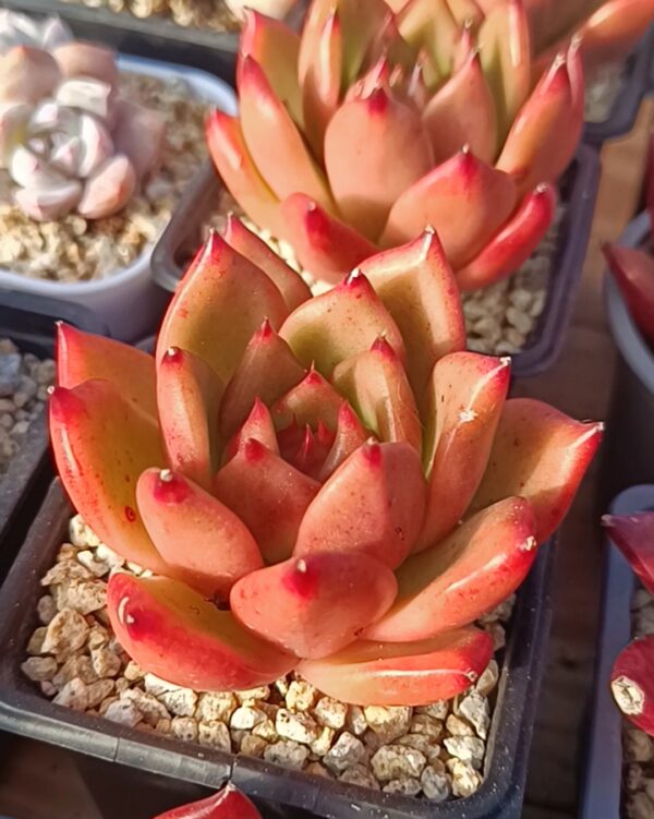 Echeveria agavoide GanChi (M)