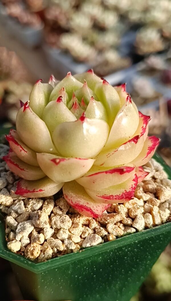 Echeveria Phoenix Fire