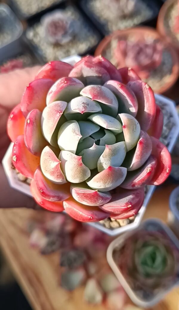 Echeveria Heart Fairy SP