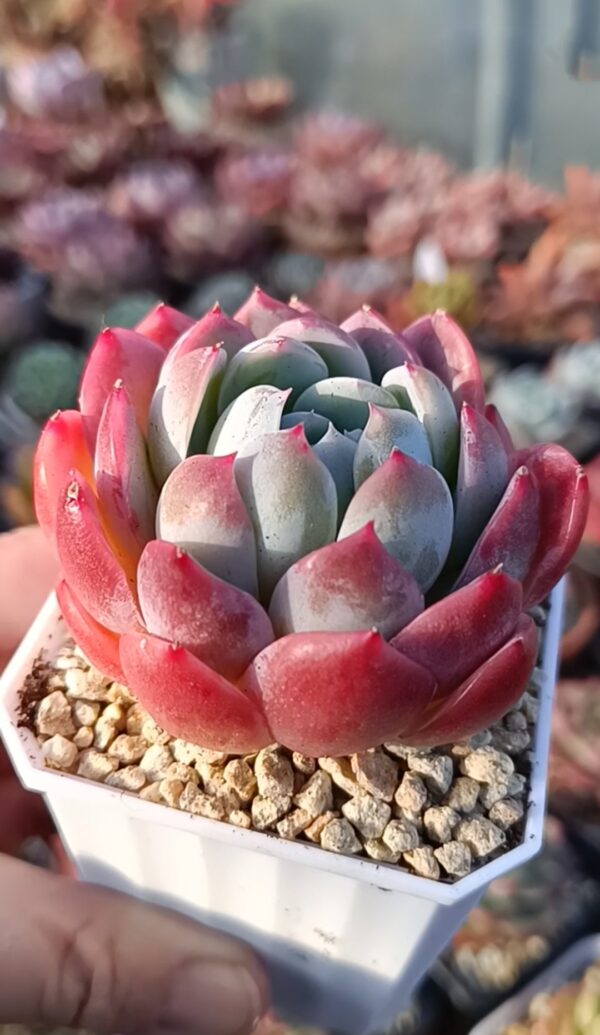 Echeveria Heart Fairy SP – Image 2