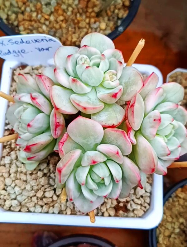 x Sedeveria Pudgye variegata cluster – Image 2