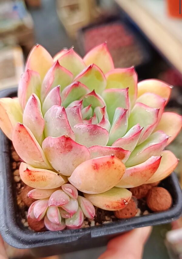 Echeveria Beniothine – Image 2