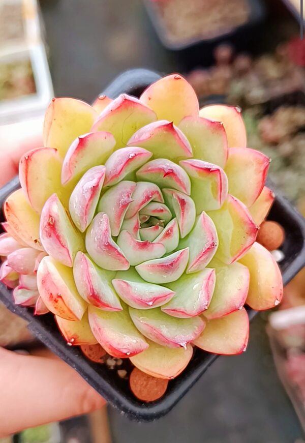 Echeveria Beniothine