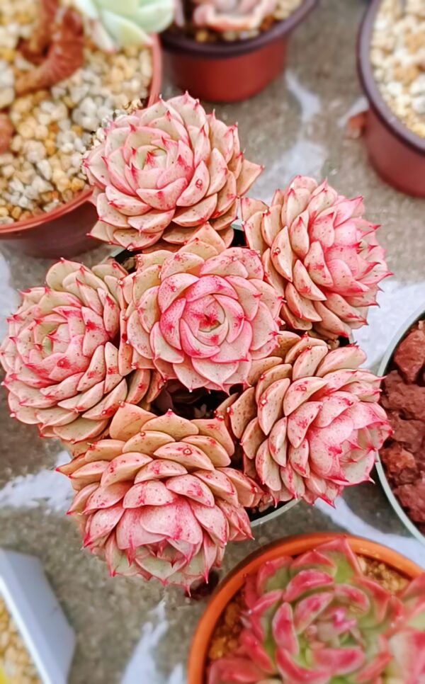 Echeveria Ben Badis Cluster