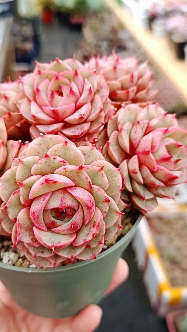 Echeveria Ben Badis Cluster – Image 2